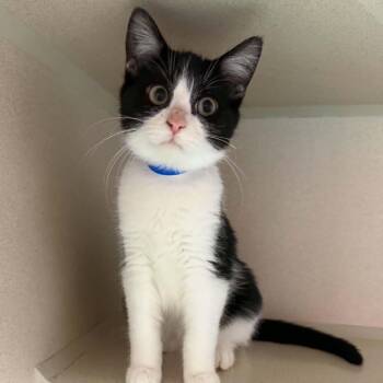 Edgar 260593 -  Domestic Short Hair Cat for Adoption in Gladstone, Michigan - Edgar 260593 | PetCurious
