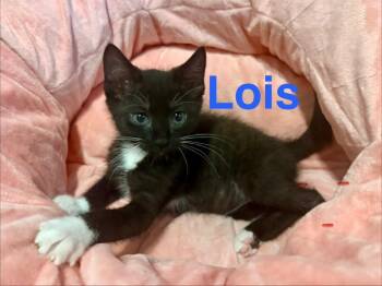 Lois -  Domestic Short Hair Cat for Adoption in Ocala, Florida - Lois | PetCurious