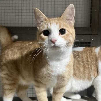 Domestic Short Hair Cats Available for Adoption - Tumnus | PetCurious