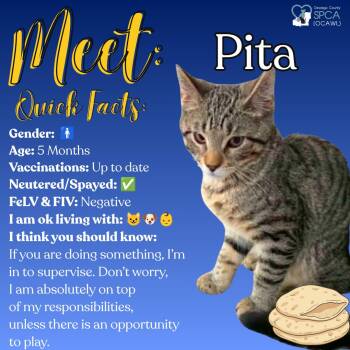 Pita -  Domestic Short Hair Cat for Adoption in Fulton, New York - Pita | PetCurious