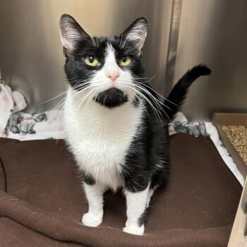 Freda -  Domestic Short Hair Cat for Adoption in East Hampton, New York - Freda | PetCurious