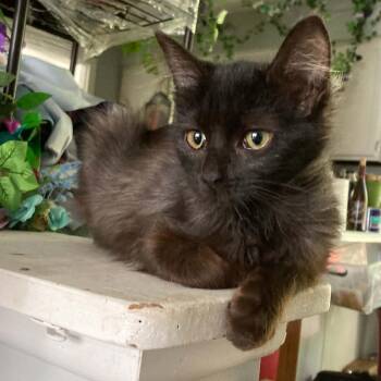 Velvet -  Domestic Medium Hair Cat for Adoption in Martinsville, Indiana - Velvet | PetCurious