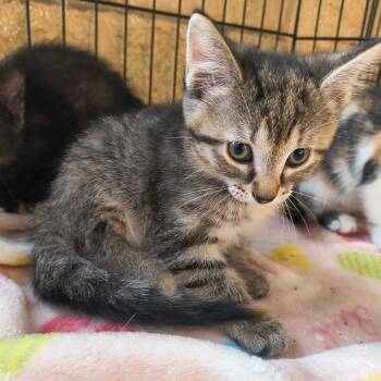 Tiana -  Domestic Short Hair Cat for Adoption in Riverwoods, Illinois - Tiana | PetCurious