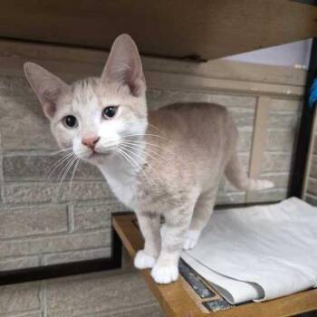 Angel -  Domestic Short Hair Cat for Adoption in Davenport, Iowa - Angel | PetCurious