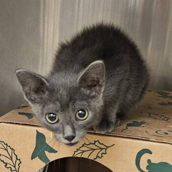 ROCKSTAR -  Domestic Short Hair Cat for Adoption in St. Louis, Missouri - ROCKSTAR | PetCurious