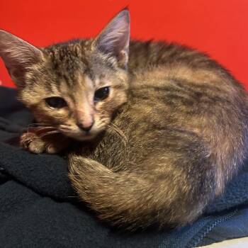 Domestic Short Hair Cats Available for Adoption in Evansville, Indiana - Brooks | PetCurious