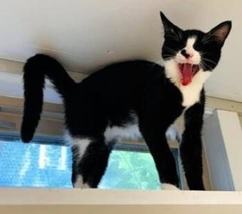 Toes and MBJ -  Domestic Short Hair Cat for Adoption in Wayland, Massachusetts - Toes And MBJ | PetCurious