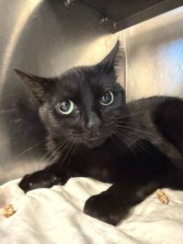 Midnight -  Domestic Short Hair Cat for Adoption in Pomona, New York - Midnight | PetCurious