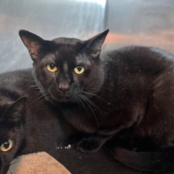 Aramis -  Domestic Short Hair Cat for Adoption in Matteson, Illinois - Aramis | PetCurious