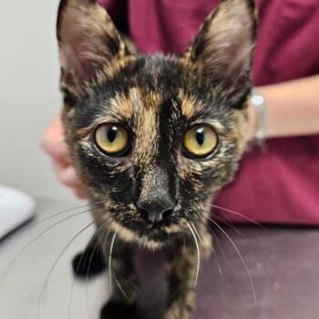 Lyra -  Domestic Short Hair Cat for Adoption in Oneonta, New York - Lyra | PetCurious