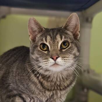 Domestic Short Hair Cats Available for Adoption in Frankfort, Kentucky - Catsy Cline 5714C | PetCurious