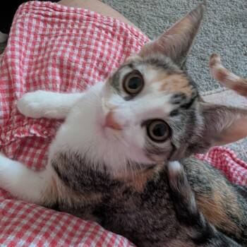 Maple -  Domestic Short Hair Cat for Adoption in Houston, Texas - Maple | PetCurious
