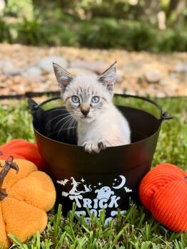 Halo -  Siamese Cat for Adoption in Ocala, Florida - Halo | PetCurious