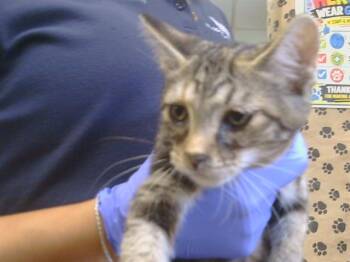 TROPICANA -  Domestic Short Hair Cat for Adoption in Sacramento, California - TROPICANA | PetCurious