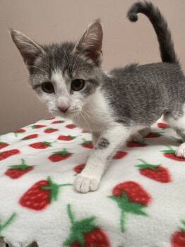 Rescue Domestic Short Hair Cats for Adoption in Plymouth, Michigan - Candy | PetCurious