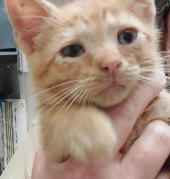 Shilo -  Domestic Short Hair Cat Available for Adoption in Mocksville, North Carolina - Shilo | PetCurious