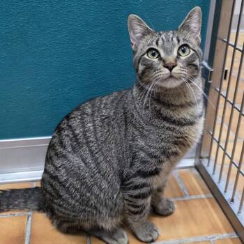 Dorito -  Domestic Short Hair Cat for Adoption in Yankton, South Dakota - Dorito | PetCurious