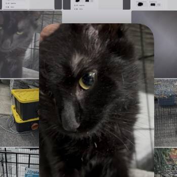 Domestic Short Hair Cats Available for Adoption in West Nyack, New York - Gene | PetCurious