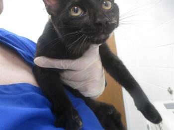 A388769 -  Domestic Short Hair Cat for Adoption in Ocala, Florida - A388769 | PetCurious