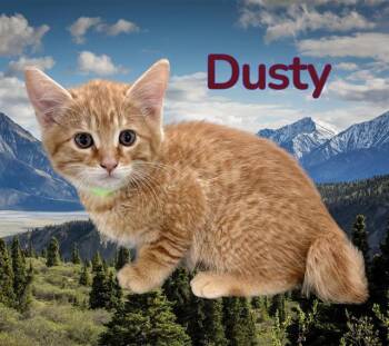Domestic Short Hair Cats Available for Adoption in Visalia, California - DUSTY | PetCurious