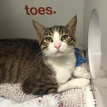 Domestic Short Hair Cats Available for Adoption in Los Angeles, California - Grimalkin | PetCurious