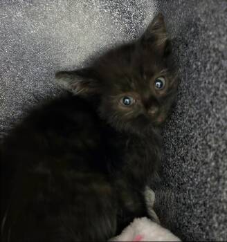 Mr. Wisp -  Domestic Short Hair Cat Available for Adoption in Nashville, Tennessee - Mr. Wisp | PetCurious