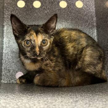 Torrie -  Domestic Short Hair Cat for Adoption in Birmingham, Alabama - Torrie | PetCurious