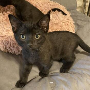 Coalt DM -  Domestic Short Hair Cat for Adoption in Austin, Texas - Coalt DM | PetCurious