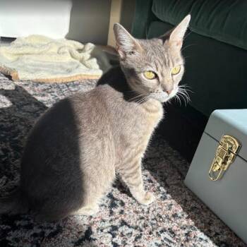 Domestic Short Hair Cats Available for Adoption in Philadelphia, Pennsylvania - Snax | PetCurious