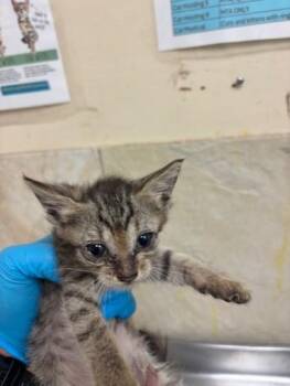 Susan -  Domestic Short Hair Cat for Adoption in Honolulu, Hawaii - Susan | PetCurious