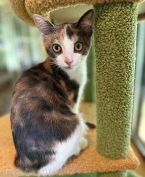 Parakeet -  Domestic Short Hair Cat for Adoption in Midland, Virginia - Parakeet | PetCurious