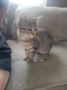 Katniss -  Domestic Short Hair Cat for Adoption in Lorain, Ohio - Katniss | PetCurious