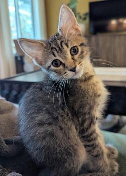 Lafayette -  Domestic Short Hair Cat for Adoption in Oviedo, Florida - Lafayette | PetCurious
