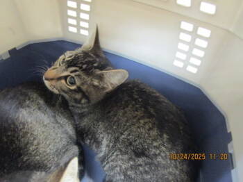 Rescue Domestic Short Hair Cats for Adoption in Marietta, Georgia - (644) | PetCurious