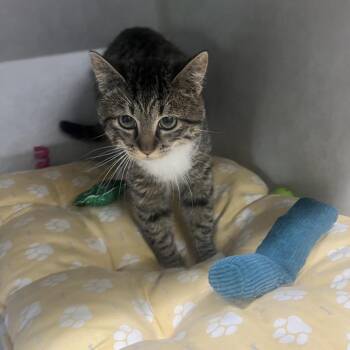 Domestic Short Hair Cats Available for Adoption in Summerville, South Carolina - Yasmin | PetCurious