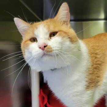 Rescue Domestic Short Hair Cats for Adoption in Columbia, Missouri - Yukon Gold | PetCurious