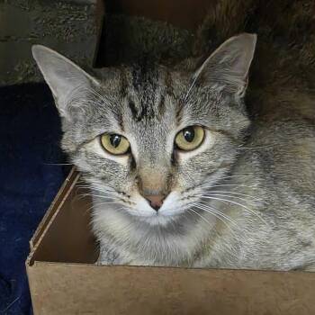 Delphine -  Domestic Short Hair Cat for Adoption in Milan, Illinois - Delphine | PetCurious