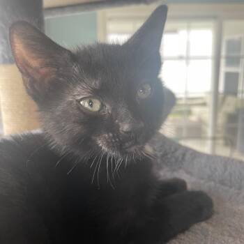 Domestic Short Hair Cats Available for Adoption in Chesapeake, Virginia - Jack | PetCurious