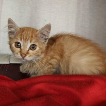 Tiff -  Domestic Medium Hair Cat for Adoption in Fort Wayne, Indiana - Tiff | PetCurious