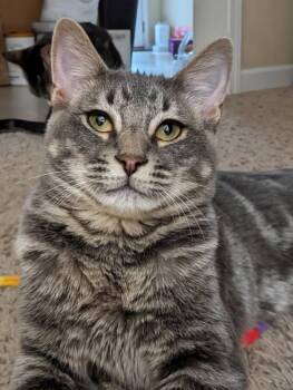 Rescue Domestic Short Hair Cats for Adoption in Ball Ground, Georgia - Chesney | PetCurious