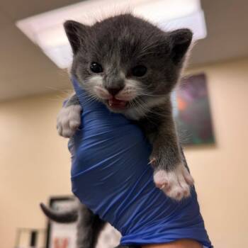 Cetus -  Domestic Short Hair Cat for Adoption in Lynchburg, Virginia - Cetus | PetCurious