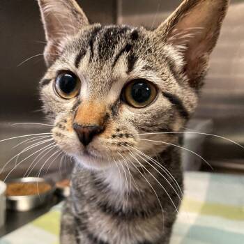 Trout -  Domestic Short Hair Cat for Adoption in Kankakee, Illinois - Trout | PetCurious