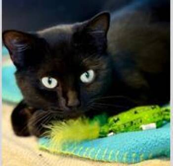 Rescue Domestic Short Hair Cats for Adoption in Atlanta, Georgia - Ebony | PetCurious