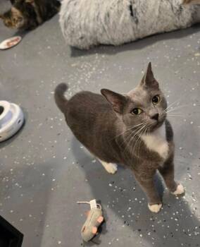 Russian Blue and Domestic Short Hair Cats Available for Adoption in Miami, Oklahoma - Cleo | PetCurious