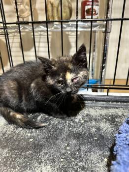 Monica -  Domestic Medium Hair Cat for Adoption in Absecon, New Jersey - Monica | PetCurious