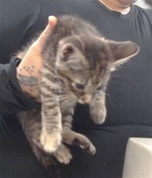 Domestic Short Hair Cats Available for Adoption in Oklahoma City, Oklahoma - A472694 | PetCurious