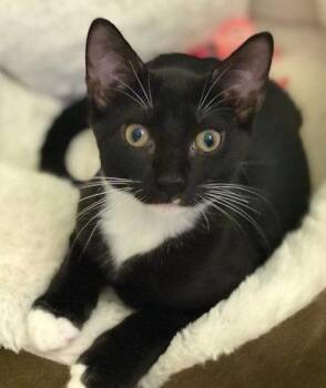 Scout - PSP Foster Home -  Domestic Short Hair Cat for Adoption in Oakland Park, Florida - Scout - PSP Foster Home | PetCurious