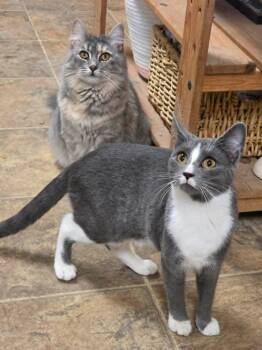Lilith -  Domestic Short Hair Cat for Adoption in Sprakers, New York - Lilith | PetCurious