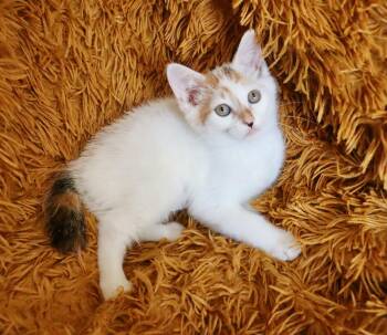 American Bobtail and Turkish Van Cats Available for Adoption in St. Augustine, Florida - Betty Rubble | PetCurious