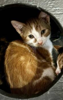 Jasper -  Domestic Short Hair Cat for Adoption in Sistersville, West Virginia - Jasper | PetCurious